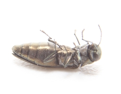 Agrilus celti