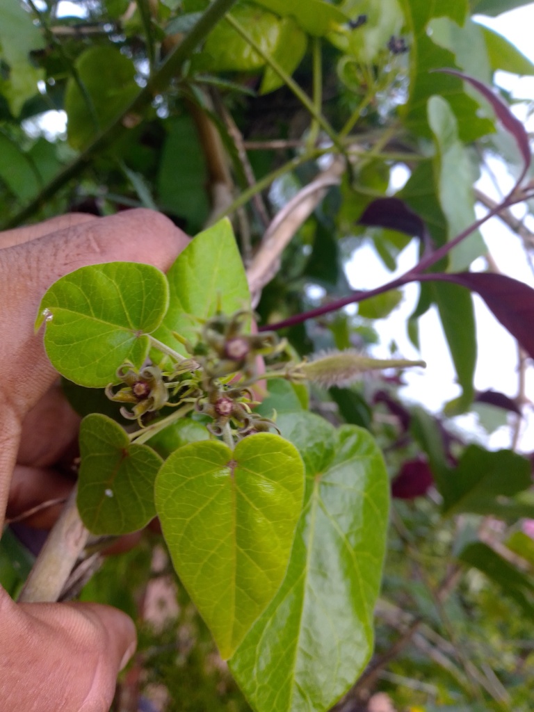 Matelea falcata