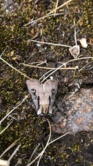 Agrotis volubilis