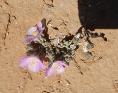 Phemeranthus brevifolius