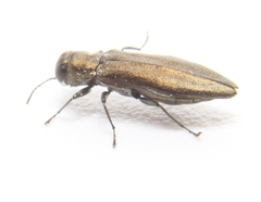 Agrilus celti