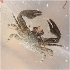 Petrolisthes cabrilloi