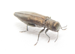 Agrilus celti