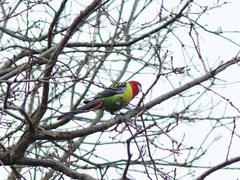 Platycercus eximius eximius