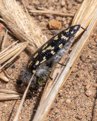 Acmaeodera bacchariphaga