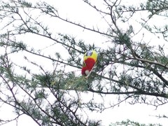 Platycercus eximius eximius