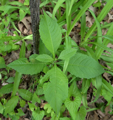 Verbesina alternifolia