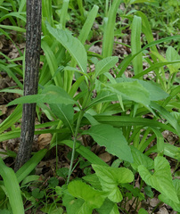 Verbesina alternifolia