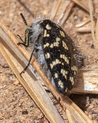 Acmaeodera bacchariphaga