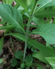 Verbesina alternifolia