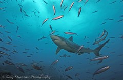 Carcharhinus albimarginatus