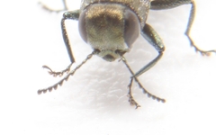 Agrilus celti