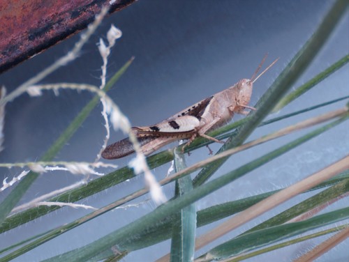 Tropical Sharptail photo 4