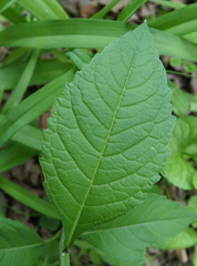 Verbesina alternifolia