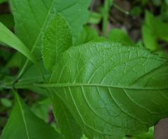 Verbesina alternifolia