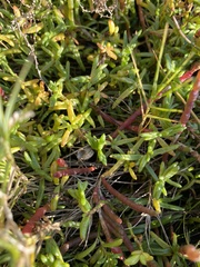 Hemichroa pentandra