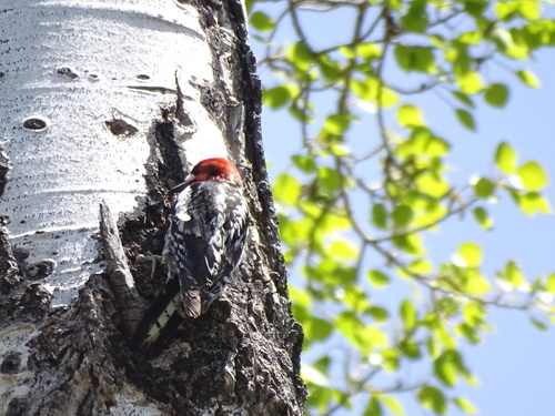 iNaturalist observation photo of Red-breasted Sapsucker