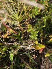Hemichroa pentandra