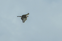 Circaetus fasciolatus
