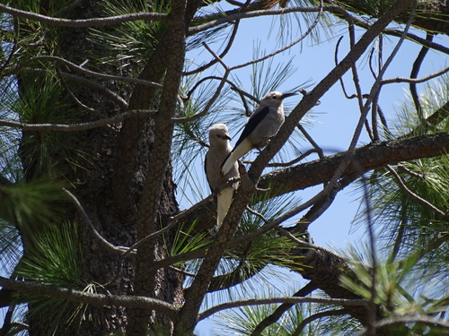 iNaturalist observation photo of Clark's Nutcracker