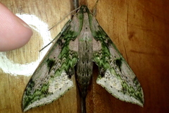 Xylophanes fusimacula