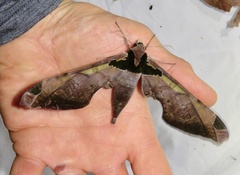 Adhemarius sexoculata