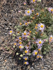 Erigeron poliospermus