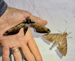 Adhemarius sexoculata