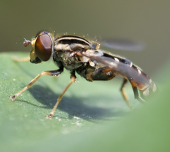 Anasimyia grisescens