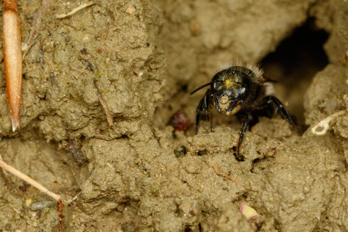 Blue Orchard Bee photographed in New Hampshire