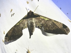 Adhemarius sexoculata