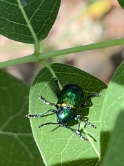 Chrysochus auratus