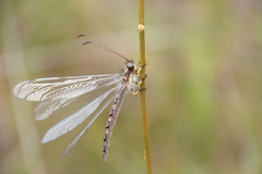 Image of Ascaloptynx appendiculata