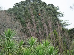 Platycercus eximius eximius