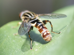 Anasimyia grisescens