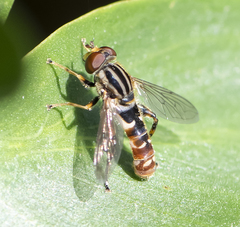 Anasimyia grisescens