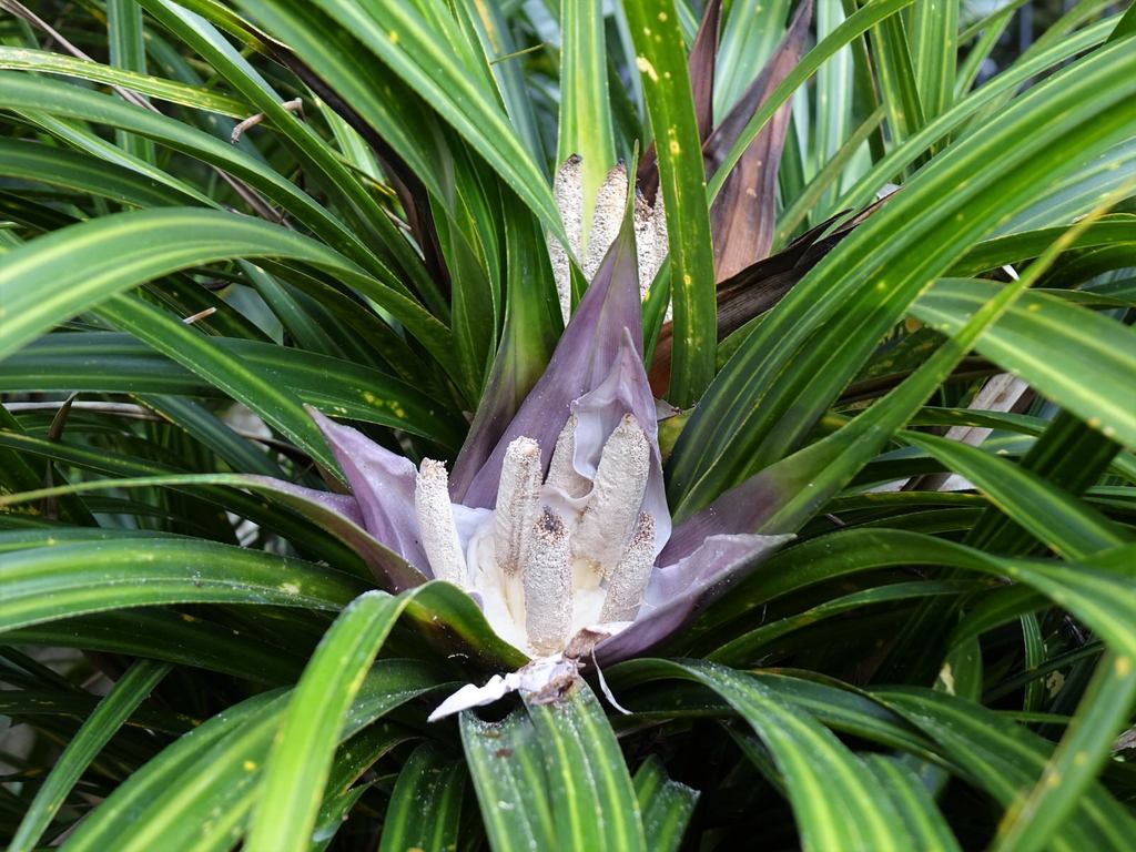 Kiekie (Freycinetia banksii)