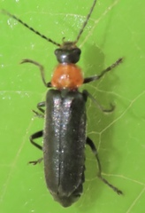 Cantharis lecontei