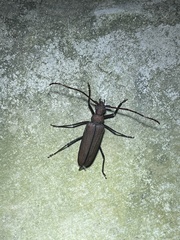 Aegolipton marginale