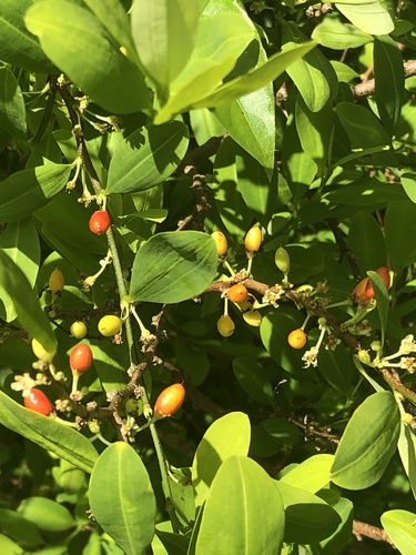 Erythroxylum novogranatense, 2022-05-23