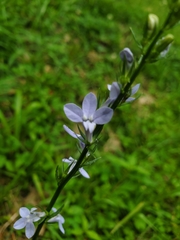 Lobelia appendiculata