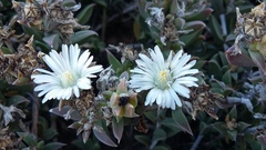 Delosperma litorale