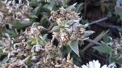 Delosperma litorale