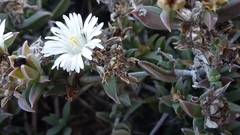 Delosperma litorale