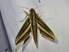 Xylophanes titana