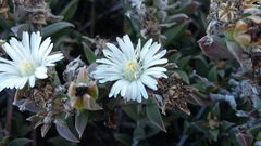 Delosperma litorale
