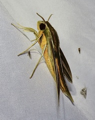 Xylophanes titana