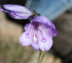 Gladiolus inflatus