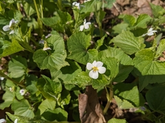 Viola canadensis