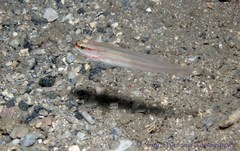 Amblygobius nocturnus